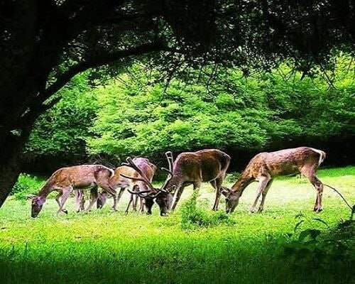 🔸 סוף המפקד החכם של צבי ארסבארן בעיניים חדות של המל"ט וטכנולוגיות חדשות