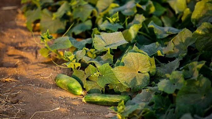 اخبار اصفهان: آغاز برداشت ۳۱۰۰ تن خیار با اشتغالزایی ۲۵۰۰ نفر در چادگان🔹مدیر جهاد کشاورزی چادگان: پیشبینی میشود تا پایان فصل برداشت