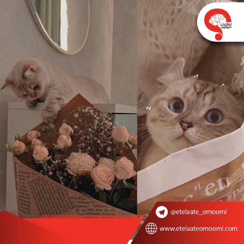 اطلاعات عمومی: برای شروع یه سری از کارها در حقِ خودت هیچوقت دیر نیست:❜التیام روحی❜مهربون بودن❜از نو شروع کردن❜اصلاح خودت و رفتارت ❜ب