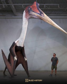 Pterosaur QuetzalcoatlusThe name is given in honor of the Aztec god Feathered Serpent. One of the largest known flying creatures in the history of life on the planet. It flew over land and ate carrion and small vertebrates.📚 Buzz History