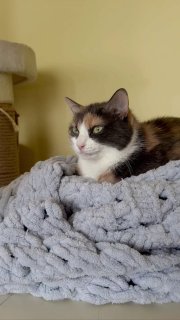 Взгляд кошки