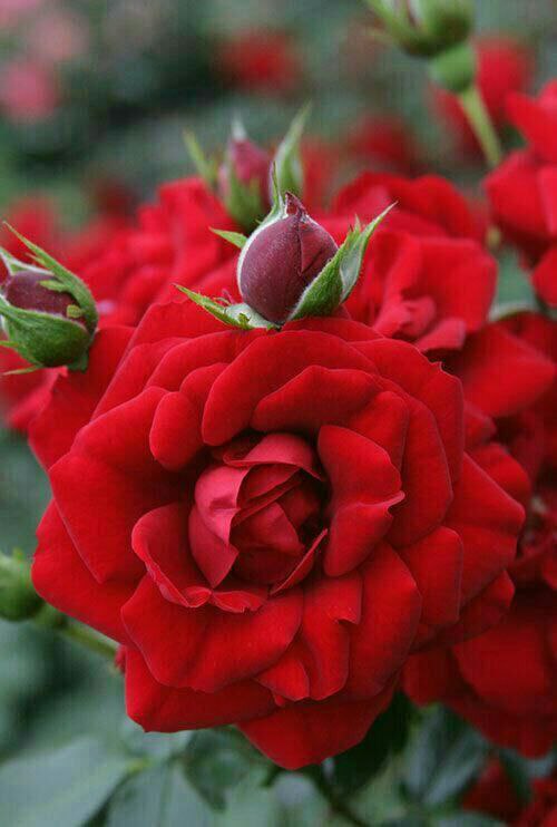 ❤ذوق مستان❤️: 🍃🌷گلے را میشناسم ڪه🍃🌷عطرش هیچگاه ازبین نمیرود🍃🌷گلبرگ هایش هیچگاه نمیریزند🍃🌷و هیچ خارے ندارد ڪه دستت رابیازارد🍃🌷 نام این 