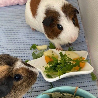 Guinea pigs Фью & Тиша