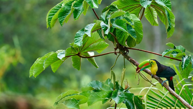 Beak-side storyKeel-billed toucan in Costa Rica (© Juan Carlos Vindas/Getty Images)