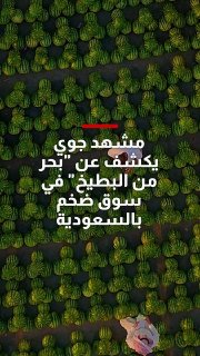 משהד ג'וי חושפת "ים של אבטיח" בשוק ענק בסעודיה