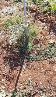 נזקים לכפר בורקה ממתקפת מתנחלים, לפי רשת ג'רוזלם