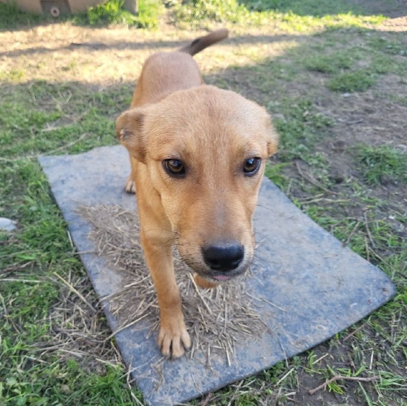 Три спасённые щенульки ищут дом