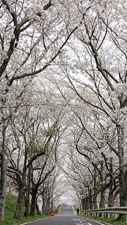 北九州中間市的垣生公園賞櫻記