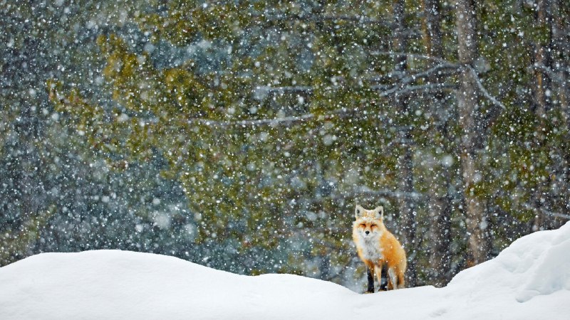 Whispers of winterRed fox standing in snowfall, Grand Teton National Park, Wyoming (© Radomir Jakubowski/naturepl.com)