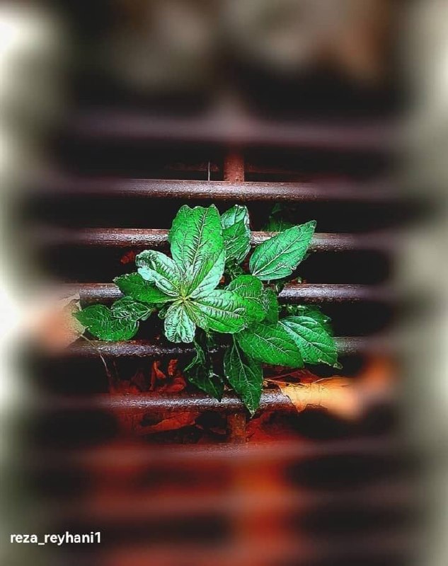 نغمه های دلتنگی: 🟢♦️🟢 #هنر_عکاسی 🔷 #رهایی🔹 اثری هنرمندانه از : 🔹#رضا_ریحانیعضو هنرمند#کانال_نغمه_های_دلتنگی @soorat_im