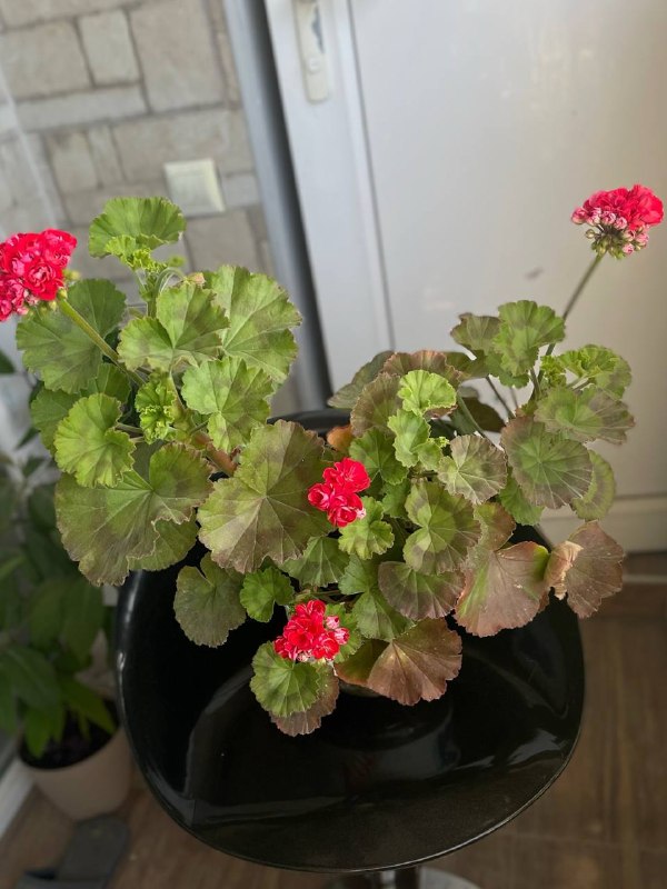 Продам большой куст цветущей герани