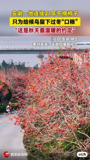 安徽一地连续21年不摘柿子安徽一地连续21年不摘柿子，只为给候鸟留下过冬“口粮”。“这是秋天最温暖的约定”。