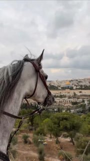 Neighboring the horses in Jerusalem... Mashhad touches the beauty of Al-Aqsa and the spirit of the place.