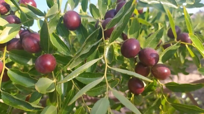 باشگاه خبرنگاران جوان خراسان جنوبی: 💫 دوشنبه☀️ ۲۶ مرداد ۱۴۰۵ هجری شمسی 🌙 ۴ ربیع الاول ۱۴۴۸ هجری قمری 🌲 ۱۷ آگوست ۲۰۲۶میلادی🆔 @yjc_skh