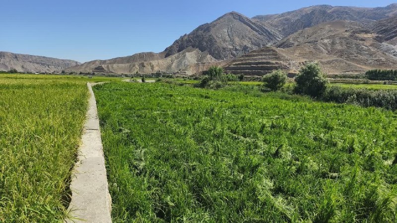 درگز آنلاین: قلع‌وقمع نیم‌هکتار کشت غیرمجاز شالی در بستر رودخانه درونگر/ برخورد قاطع با متخلفان منابع آبی درگز@Dargazقلع‌وقمع نیم‌هکت