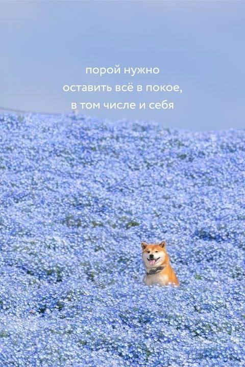 Забирайте послание на день если отправишь своей любимке Я В ДОМИКЕ Please open Telegram to view this post VIEW IN TELEGRAM - изображение 10 - telegram, view, забирайте