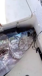 Гигантские тунцы весом более 200 кг пойманы у Владивостока впервые