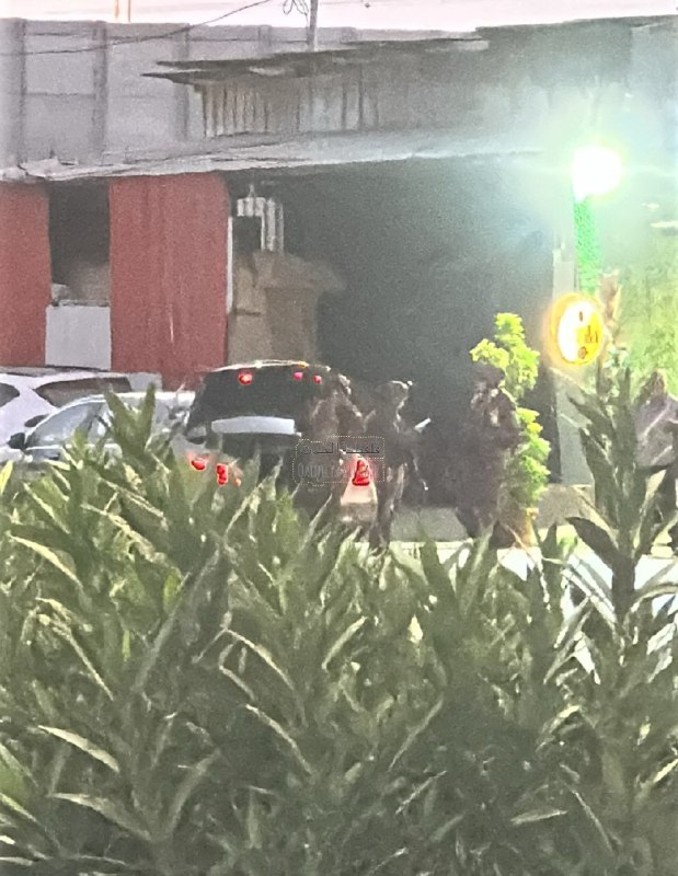 כוחות הכיבוש מסתערים על העיר קלקיליה, ומקימים מחסום ליירט כלי רכב ברחוב אלוואד.