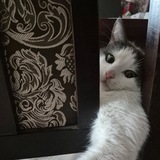 Кавайность