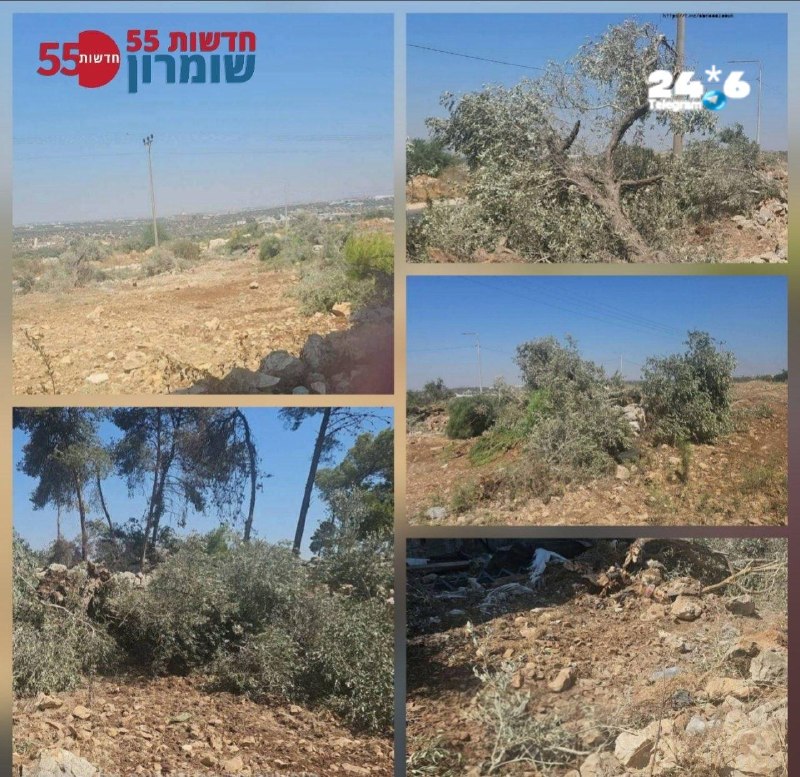 🇮🇱 כוחות צה"ל שיטחו את עצי הזית בכפר עזבת א-טביב, סמוך לתחנת הדלק תחסין בכביש 55, מהמקום שבו מחבל יידה הב…
