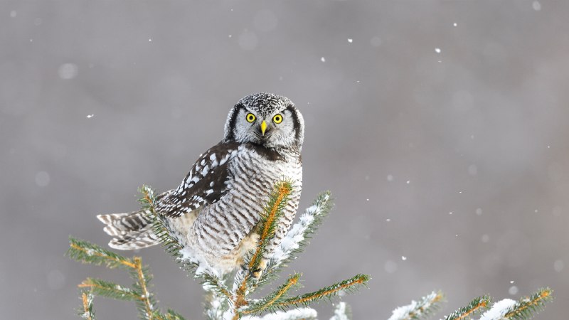 'Hoo' said that?Northern hawk-owl, Canada (© pchoui/Getty Images)