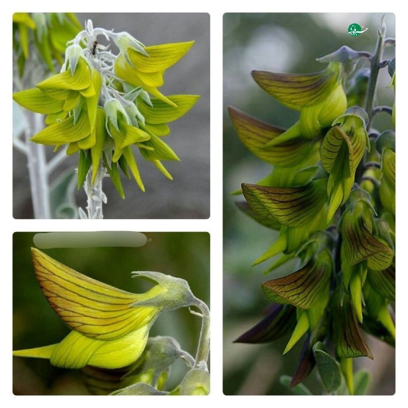 خبرفوری: ♦️ برگ‌های این گیاه خیلی شبیه پرنده ست و بومی استرالیاست؛ این گیاه birdflower نامیده میشه!🇮🇷 ✊ @AkhbareFori | Link