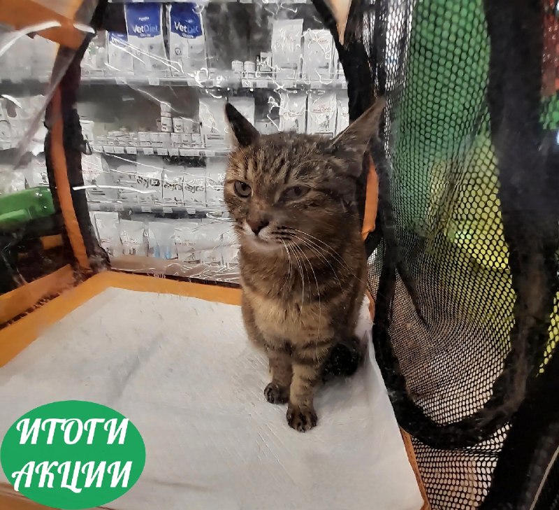 В минувшие выходные в сети зоомаркетов "Белый...