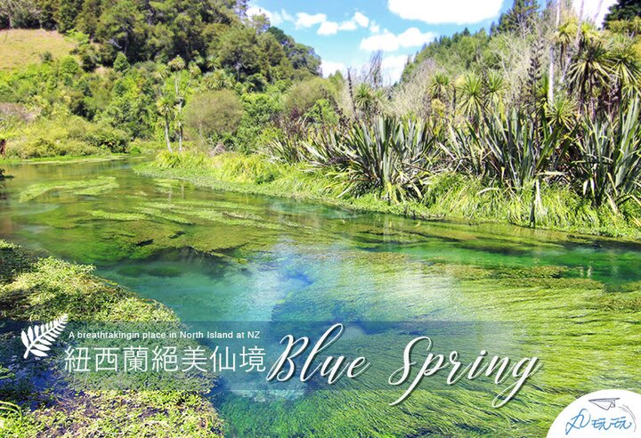 紐西蘭北島Blue Spring，猶如仙境般的夢幻藍泉秘境