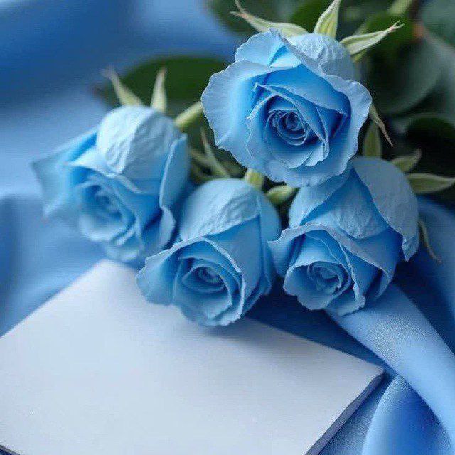 لینکدونی تهران،شیراز،مشهد،و..: 🦋❤️ Ros رُز آبی ❤️🦋❤️برا یلحظه آرامش و گپ و دورهمی 😁خوش باشین . پیوی مزاحم نشی❌بدون اسم و پروف.بن میشی