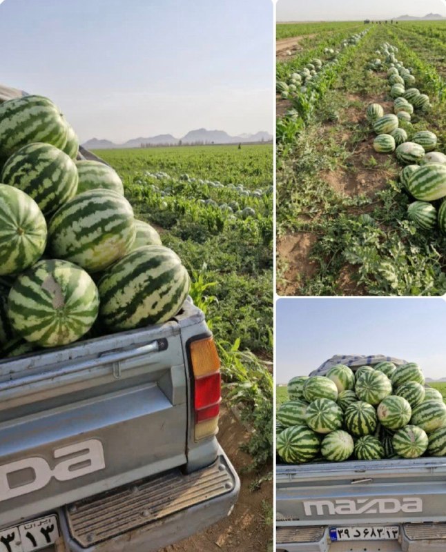 باغ نو: ❇️🔴🔸آخرین بار هندوانه کم نظیر یاقوت آباد 🍉اکنون در کنار مزرعه بارگیری شد🍉👈عرضه از ساعتی دیگر تا شب مغازه ماه(خیابان گلزا