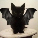 batnik