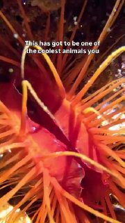 The disco clam (Ctenoides ales), a tropical reef clam that creates a flashing, strobe-like display without producing electricity or bioluminescence.