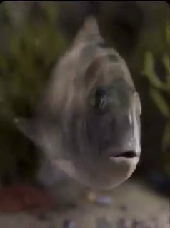 In Lake Tanganyika, the cuckoo catfish sneaks in while a cichlid gathers her eggs.