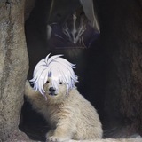 Дес лох