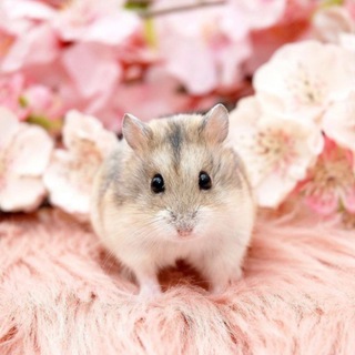𝐌𝐒𝐇𝐊𝐀🐭𝐆𝐑𝐔𝐏 𖠛