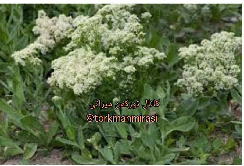 کانال ترکمن میراثی: نام #ترکمنی گیاه : کِکره نام #فارسی : ازمک نام #علمی : LEPIDIUM DRABA برگ ، گل و ریشه این گیاه خاصیت دارویی دارد. #از_جر