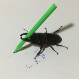 Insects confession[🪳🦟🐛]