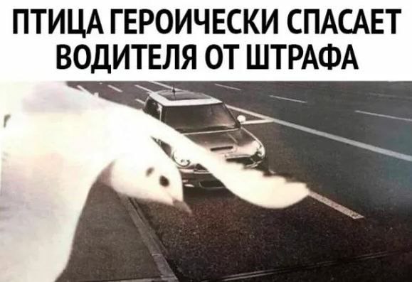 В Госдуме могут рассмотреть вопрос об увеличении срока обжалования судебных решений для водителей