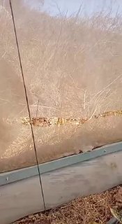 מתנחל נראה משחית אחר הצהריים מספר בתים חקלאיים באזור מישור בית פוריק, מזרחית לשכם.