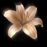 ユリの花