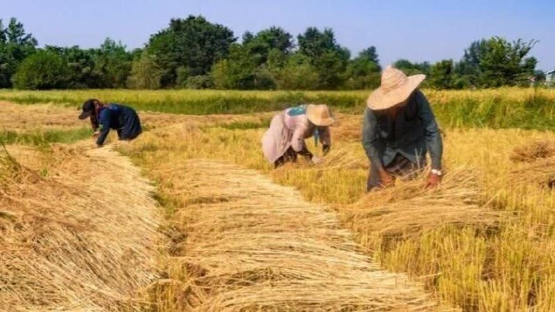 کانال خبری مطبوعات در شهر: 💢برداشت ۶۰ درصدی برنج از شالیزارهای گیلان🔸️ پارسا فر معاون بهبود تولیدات گیاهی سازمان جهاد کشاورزی گیلان از برداشت ۶۰ در