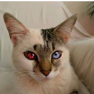 EzPz Bax Telegram Group Link