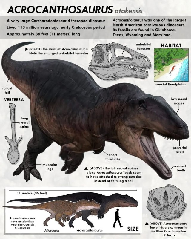 مجله علمی و فرهنگی جندی شاپور البرز: 🦖 آکروکانتوسوروس؛ یکی از غولهای شکارچی آمریکای شمالیآکروکانتوسوروس (Acrocanthosaurus atokensis) از خانوادهی کَرکارودون