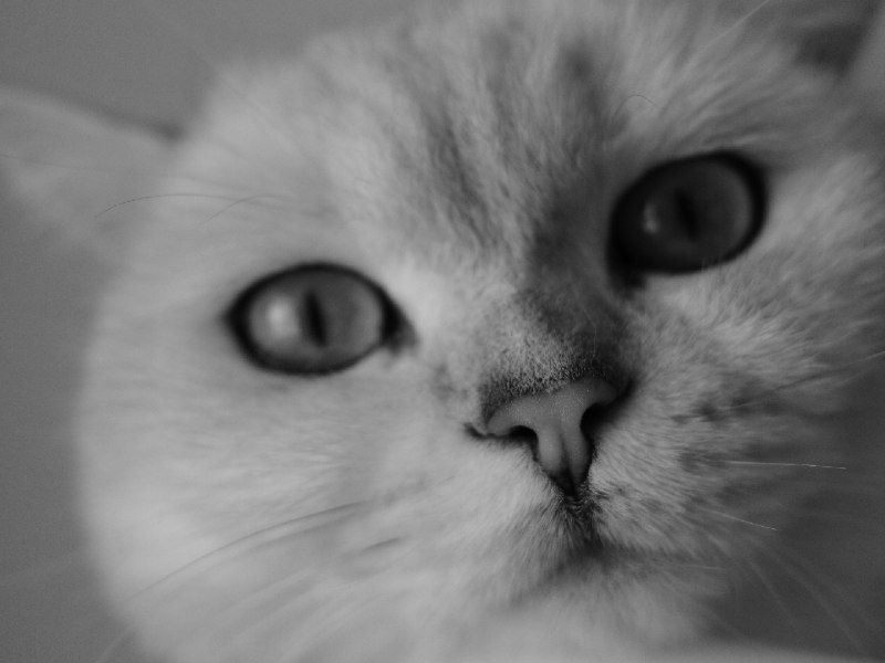 今日份的猫片今日份的猫片