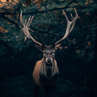 الحياة البرية ⛰🪵 Telegram Group Link