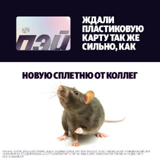 Ты крыса! Да, я крыса! Вот вам еще одна сплетня: вышла пластиковая карта Яндекс Пэй и вот ссылка на оформление. Только тссс…