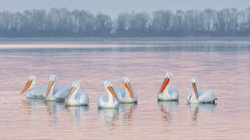 Feather forecast: pelicans aheadDalmatian pelicans, Lake Kerkini, Greece (© Guy Edwardes/naturepl.com)
