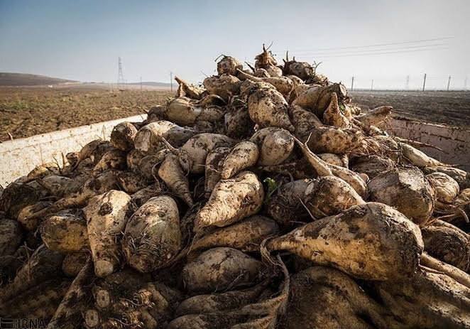 دەنگی خانێ: 🔺پیش‌بینی تحویل ۲ میلیون تن چغندرقند به کارخانجات آذربایجان غربیرئیس سازمان جهاد کشاورزی آذربایجان‌غربی از پیش‌بینی تحوی