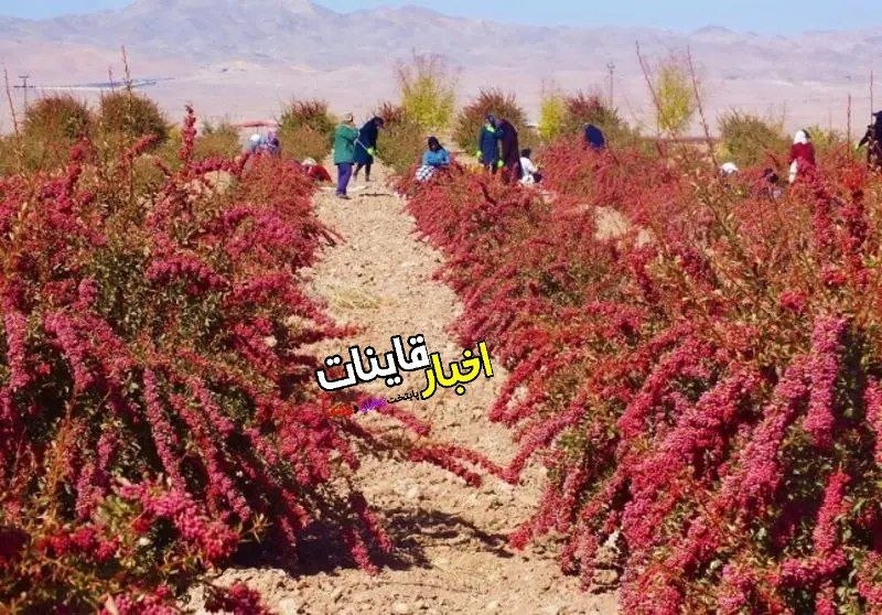 ️ اخبار قاینات: ✅ زرشک کاران خراسان جنوبی چشم‌انتظار تصمیم مسئولان🔹 با نزدیک شدن فصل برداشت زرشک، نگرانی زرشک کاران درباره محصول باقی‌ما