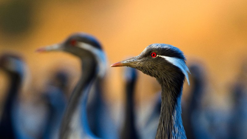 Elegance in motionDemoiselle cranes, India (© Axel Gomille/Nature Picture Library)